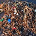 Väikesed vähid seedivad merede plastsaastet väiksemaks