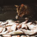 HINNAVÕRDLUS | Kala magavale kassile suhu ei uju, tuleb minna turule