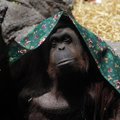 Orangutan sai Argentina kohtu otsusel endale inimõigused
