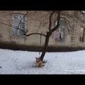 ВИДЕО: В Таллинне маленькую собачку привязали к дереву и оставили мерзнуть на холоде