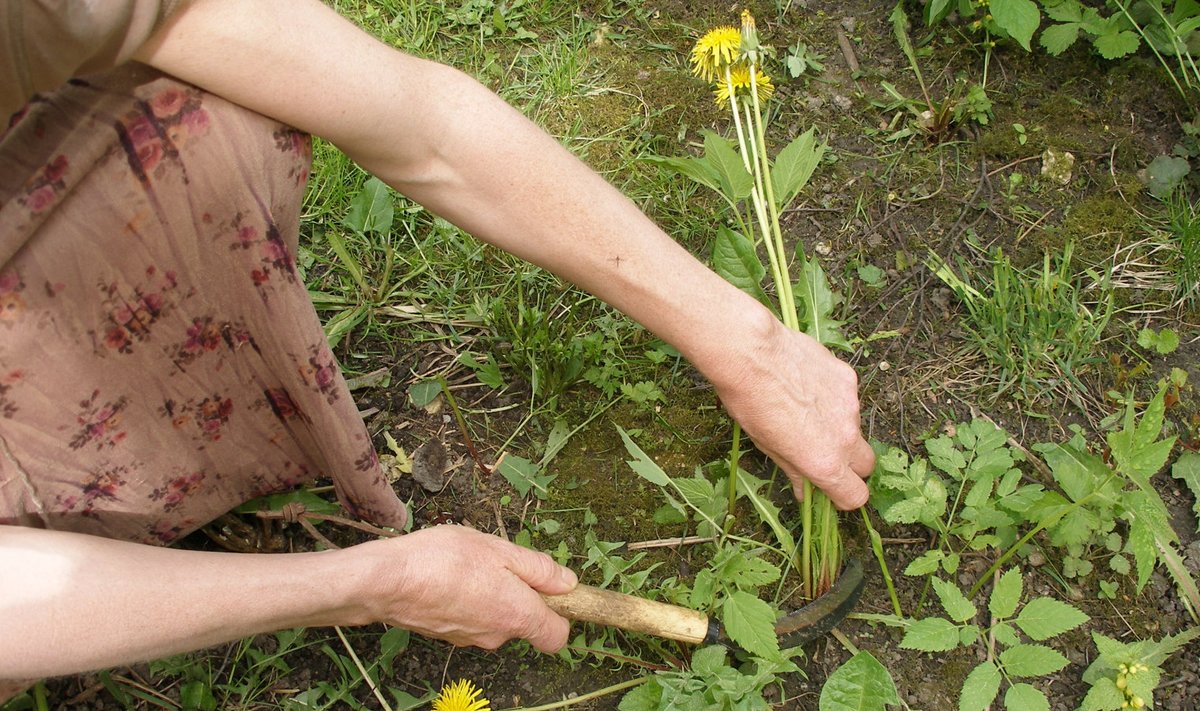 Klaudia Van Gooli lemmiktööriist ja üks põhilisi tegevusi aias: lõika ja multši!