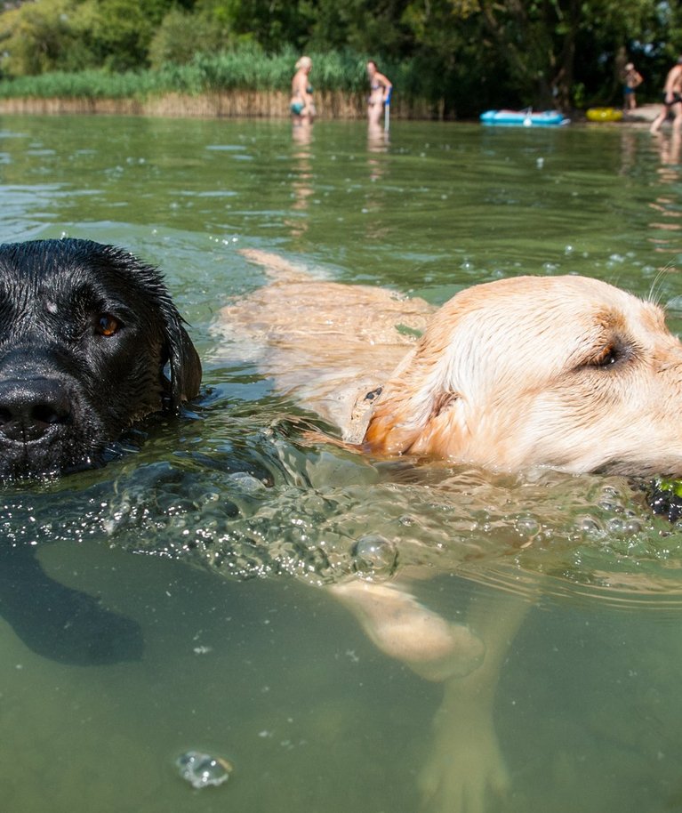 Ujumine meeldib enamasti kõikidele koertele.