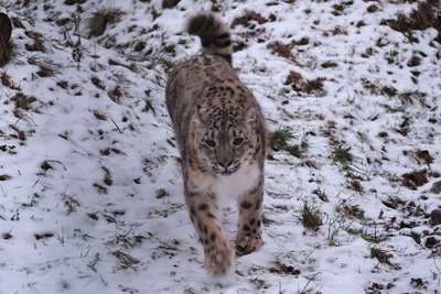 Lumeleopardid alustasid paaritumist