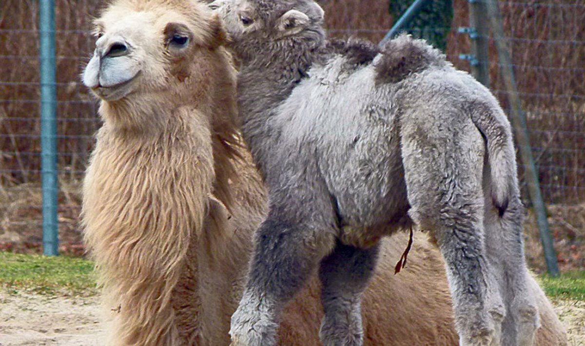 Pikkade ripsmete tagant, mis kaamelitel olevat selleks, et liivatormides hakkama saada, paitab kaksküürkaamel varssa ehtsa emapilguga.
