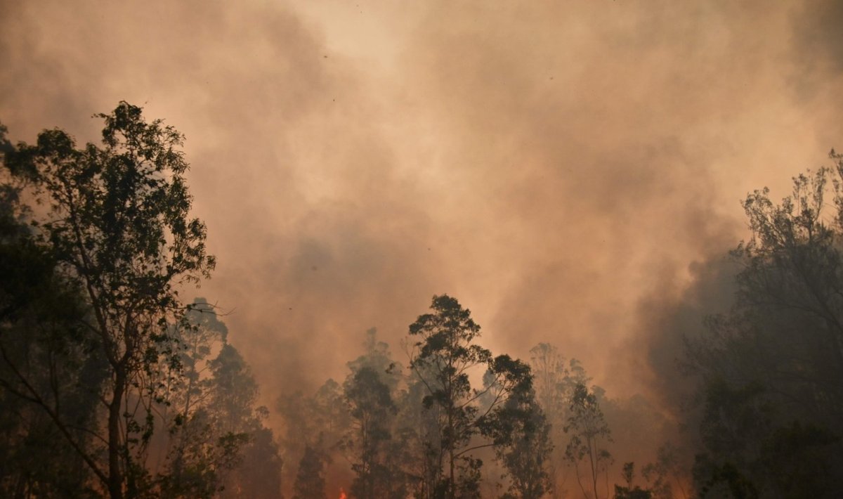 New-South Walesi osariiki on laastamas metsatulekahjud.