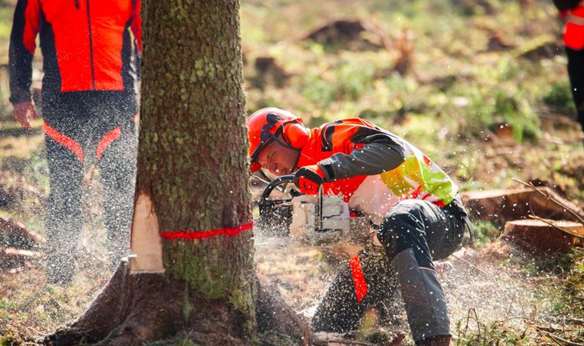 Euroopa noorte meistrivõistlused metsanduses