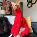 Новая звезда соцсетей — собака с аномально длинными ногами и шеей