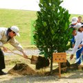 Праздник 12 марта: День посадки деревьев в Китае