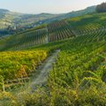Avastame põnevaid Itaalia veine: nii nende olevik kui ka minevik pakuvad elamusi rohkem kui sõit Ameerika mägedel