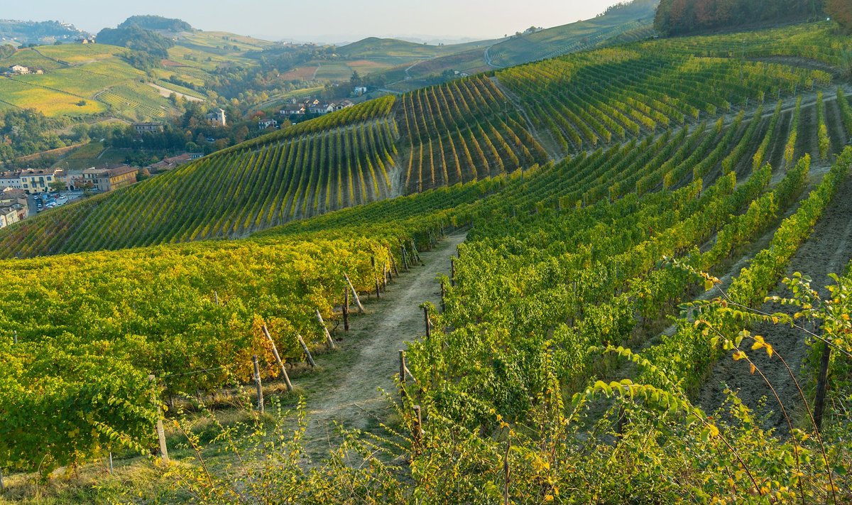 Barolo/Barbaresco