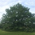 Голосуем! Эстонский дуб около памятника "Русалка" претендует на звание европейского дерева года
