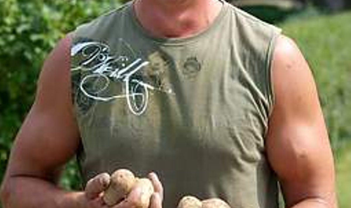 KASVANUD MÜRGIKOKTEILITA: Sillar Korsar pole varajasele kartulile taimemürke pannud. Vallo Kruuser