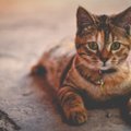 Kas hoida kassi toas või lasta ka õue: 10 ohtu, mis kassi õues varitsevad