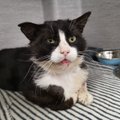 FOTOD | Vigaseks pekstud kass Mursik kolib armastavasse koju