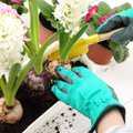 Весеннее садоводство: как правильно сажать декоративные кустарники и луковичные цветы?
