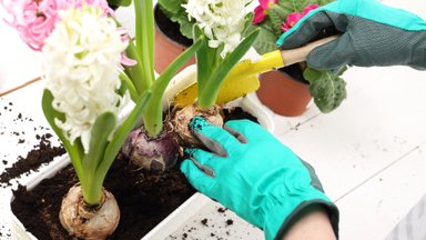 Весеннее садоводство: как правильно сажать декоративные кустарники и луковичные цветы?