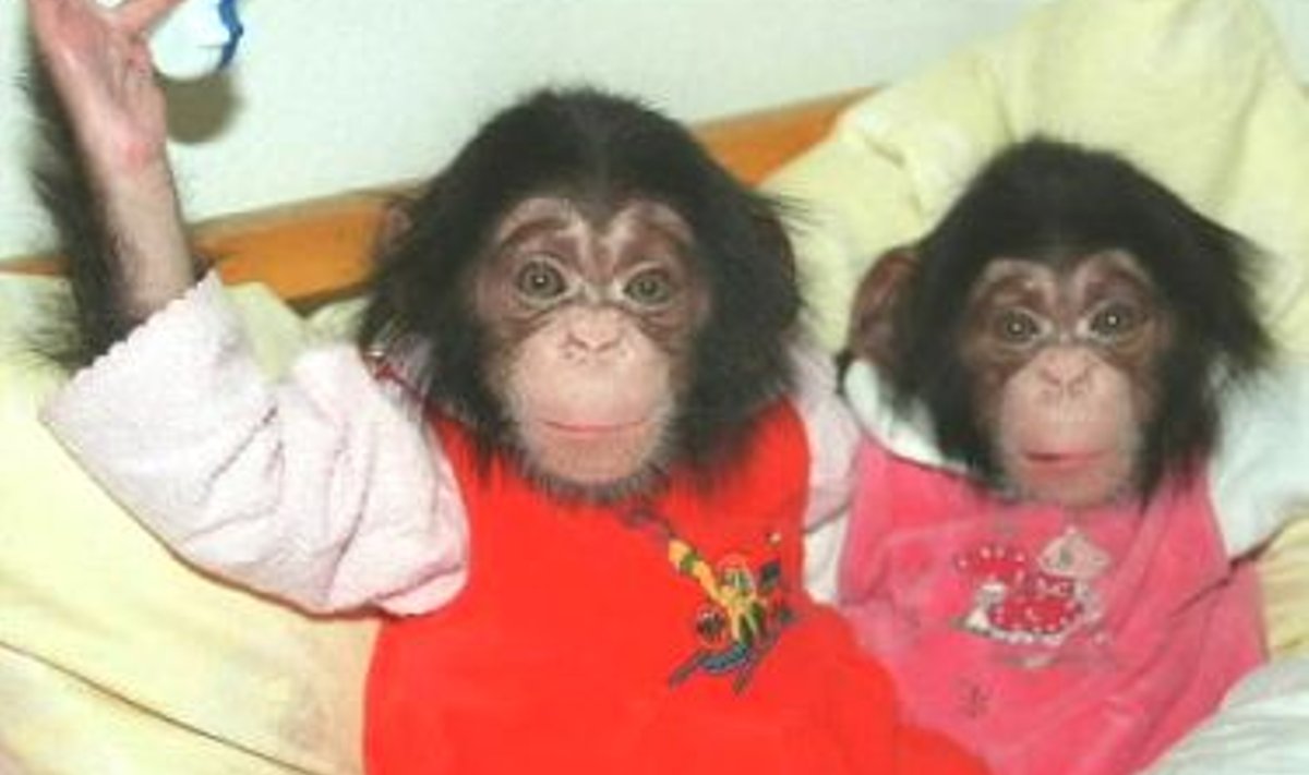 Šimpansibeebid
