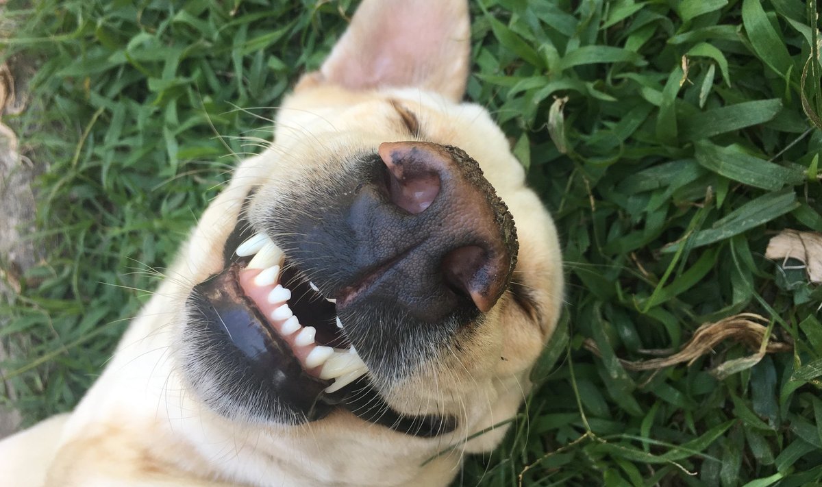Suumuredest vaba koer naeratab mõnuga.