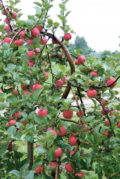Läti uutest õunasortidest ilmselt parim – magushapu ‘Gita’ – valmib varasügisel. Selle aretas bioloogiadoktor Laila Ikase.