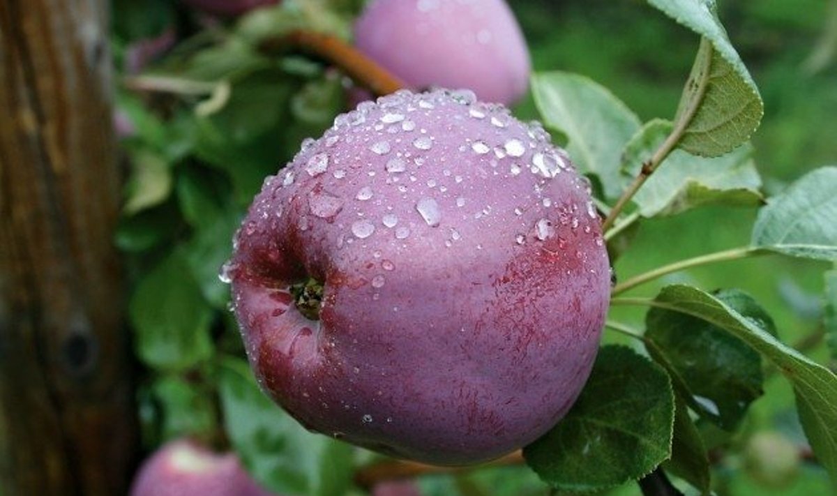 Magushapu ‘Roberts’ valmib augustis. Suured tumepunased õunad on erakordselt ilusad. Ka viljaliha on koore alt punane. 