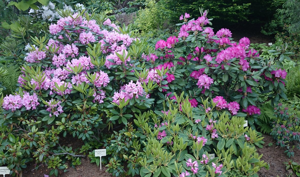 Igal rododendroniistikul peab olema taimepass