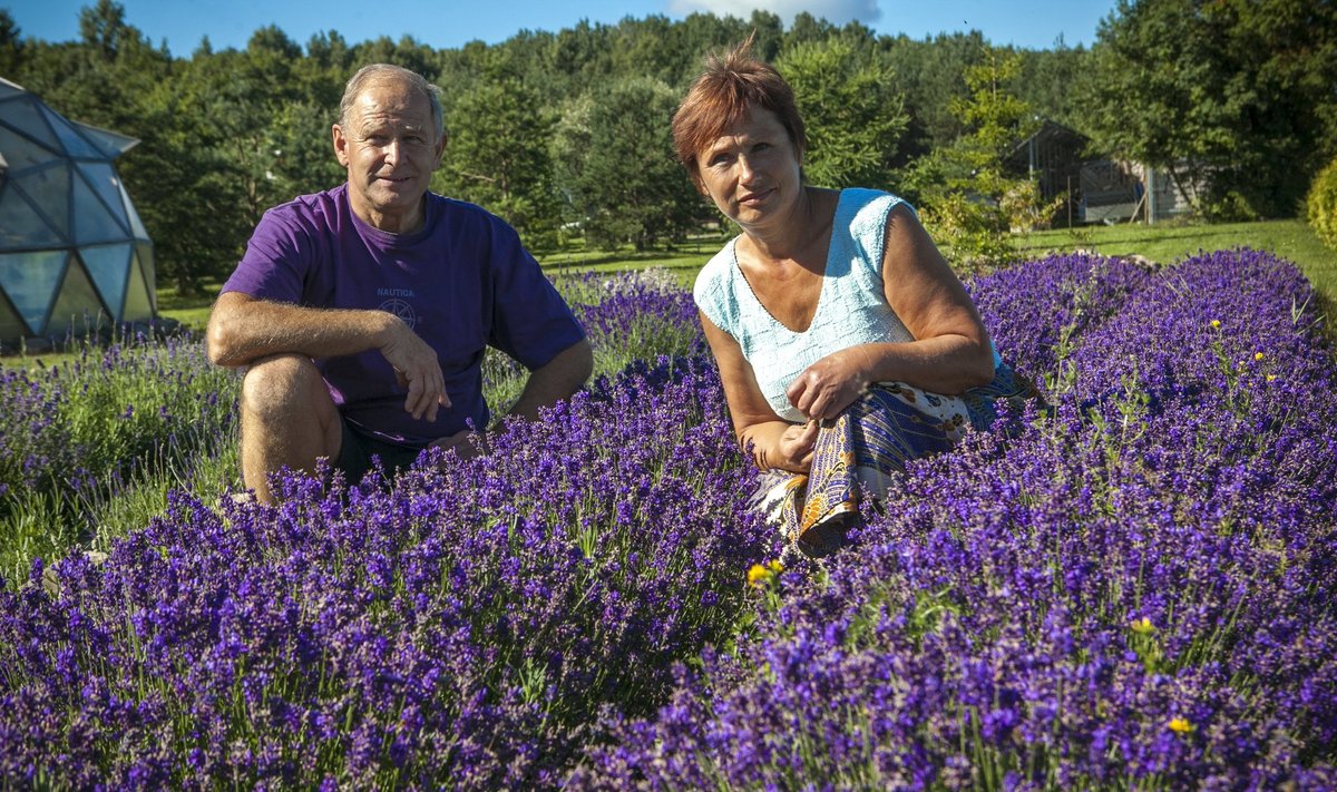 “Kasvatame lavendlit juba teist aastat ja oleme selle taime raviomadustest vaimustunud,” räägivad Lii ja Uno Kivisalu oma taluõue rajatud istanduses.