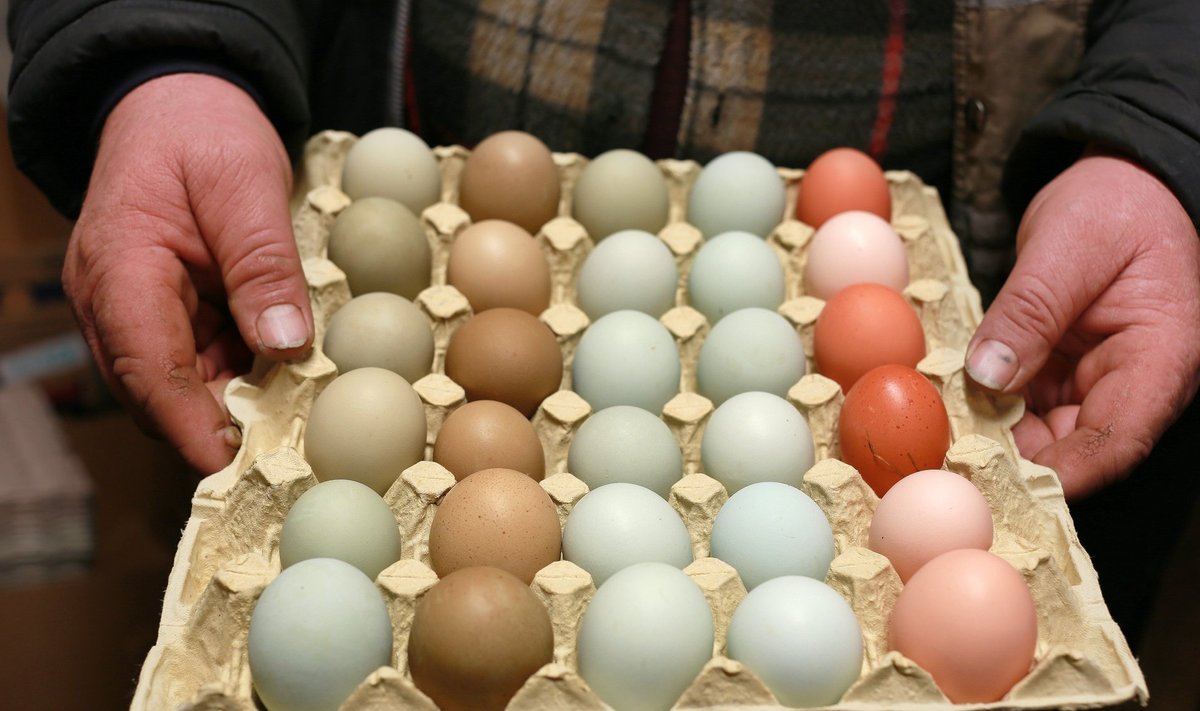 Kopra-Karjamõisa talus elab erinevaid kanatõuge, seetõttu on ka nende munad väga pilkupüüdvad.