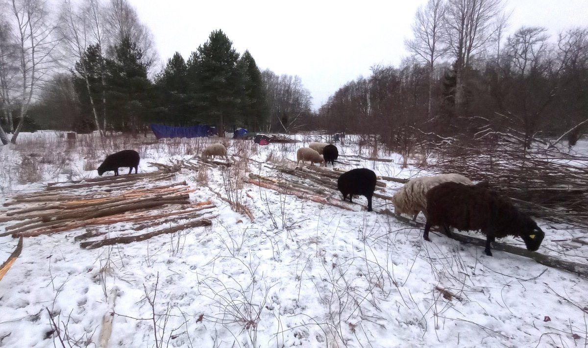 Võõrandatud lambad mõni aeg enne juhtunut.