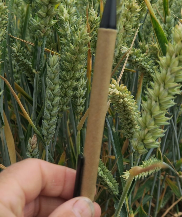 Inglismaa nisupead on  jämedam kui pastakas.