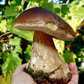 НА ЗАМЕТКУ | А вы знали, что можно отравиться даже съедобными грибами?