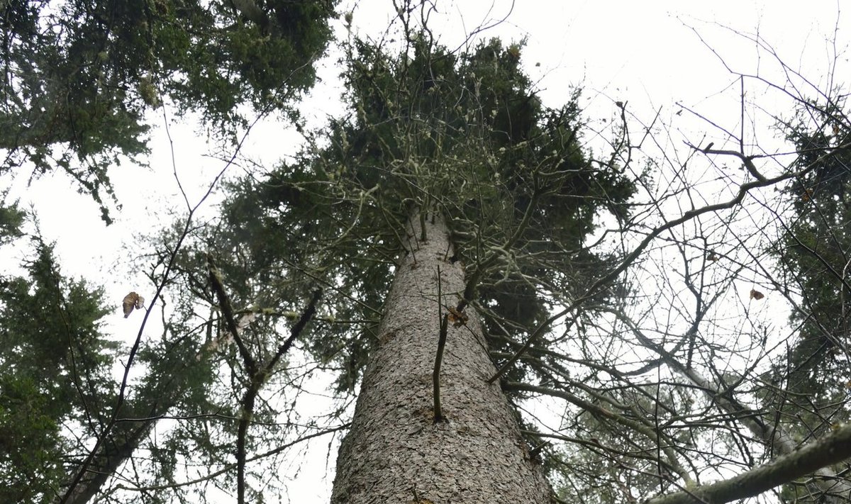 Eesti kõrgeim puu on Põlvamaal kasvav 48,6 meetri kõrgune kuusk.