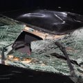 ФОТО | В Рапламаа лось бросился под колеса машины. Животное погибло, водитель - в больнице
