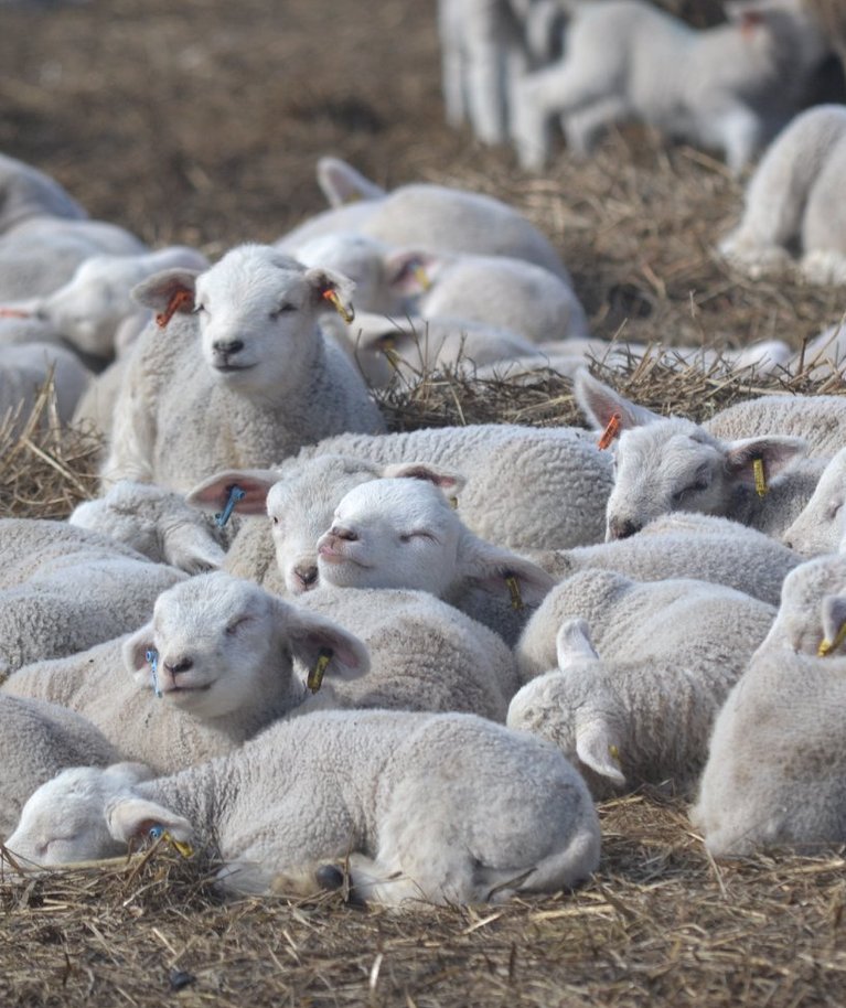 Murese talu lambad Viljandimaal karantiinist ei küsi ja uusi tallekesi tuleb muudkui riburada ilmale.