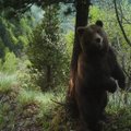 Enneolematu mõrvajuurdlus: Hispaanias algab ajaloo esimene kohtulik uurimine karu tapmises