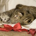 Lugeja: vanurile jõuluks kassipoeg kinkida on täielik lollus!