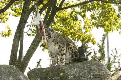 Lumeleopardipäev Tallinna loomaaias