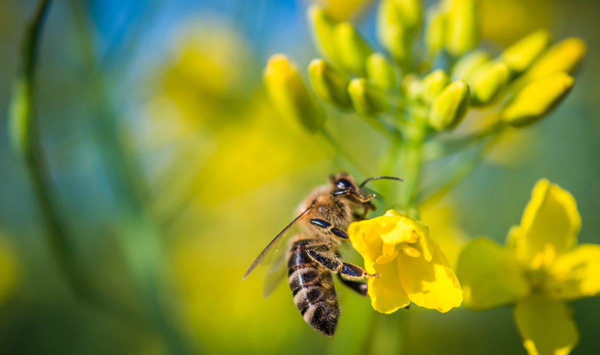 Mesilase mürk on ohtlik allergeen