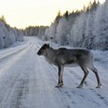 Soomlased on hädas turistidega, kes ei oska lumega sõita