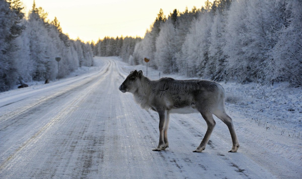 Lapimaa talvised võlud meelitavad üha rohkem välisturiste, kuid sellel on ka omad varjuküljed.