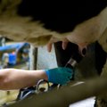 Eesti ületas viimasel aastal piima tootmiskvooti