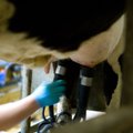 Saaremaal sündisid uued piimarekordid