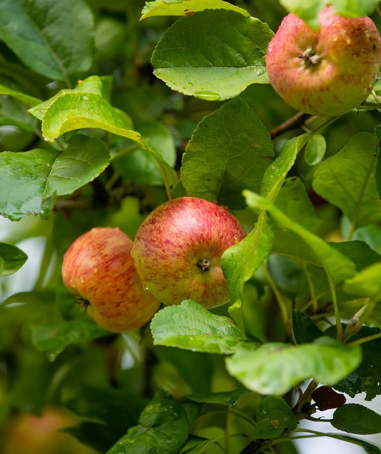 Peale õunte sai paasapäevast alates hakata sööma ka muid vilju ja värsket mett.