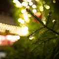 ФОТО: Смотрите, во сколько в этом году обойдется живая рождественская елка