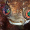 Õõvastav silmaparasiit võtab üle kala aju (ja tagab, et kala lõpuks nahka pistetaks)