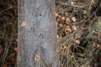 Laudteed kasutavad ära ka kavalad loomad, kes ei soovi soisel pinnasel käppasid märjaks teha. Tomi sõnul on seal kandis märgatud peale põdra, kitse ja hundi jälgede ka karu omasid. Õnneks seekord on tegemist rebase omadega.