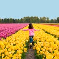 ФОТО: Завораживающие виды тюльпановых полей в Голландии
