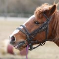 Elu Kuusekännu ratsatalus: mehise ja uhke olekuga hobune võib vahel ka väga kuri olla