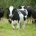Piima- ja sealihatootjatele makstakse tänavu välja 10,5 miljonit eurot erakorralist toetust