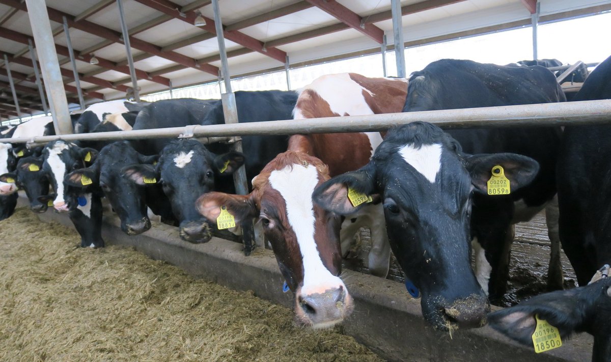 Lehmade arv langeb, aga piimatoodang tõuseb.