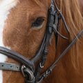 LÜHIKE LOOMAHOROSKOOP: mida toob algav hobuseaasta sinu looma-aastamärgile?